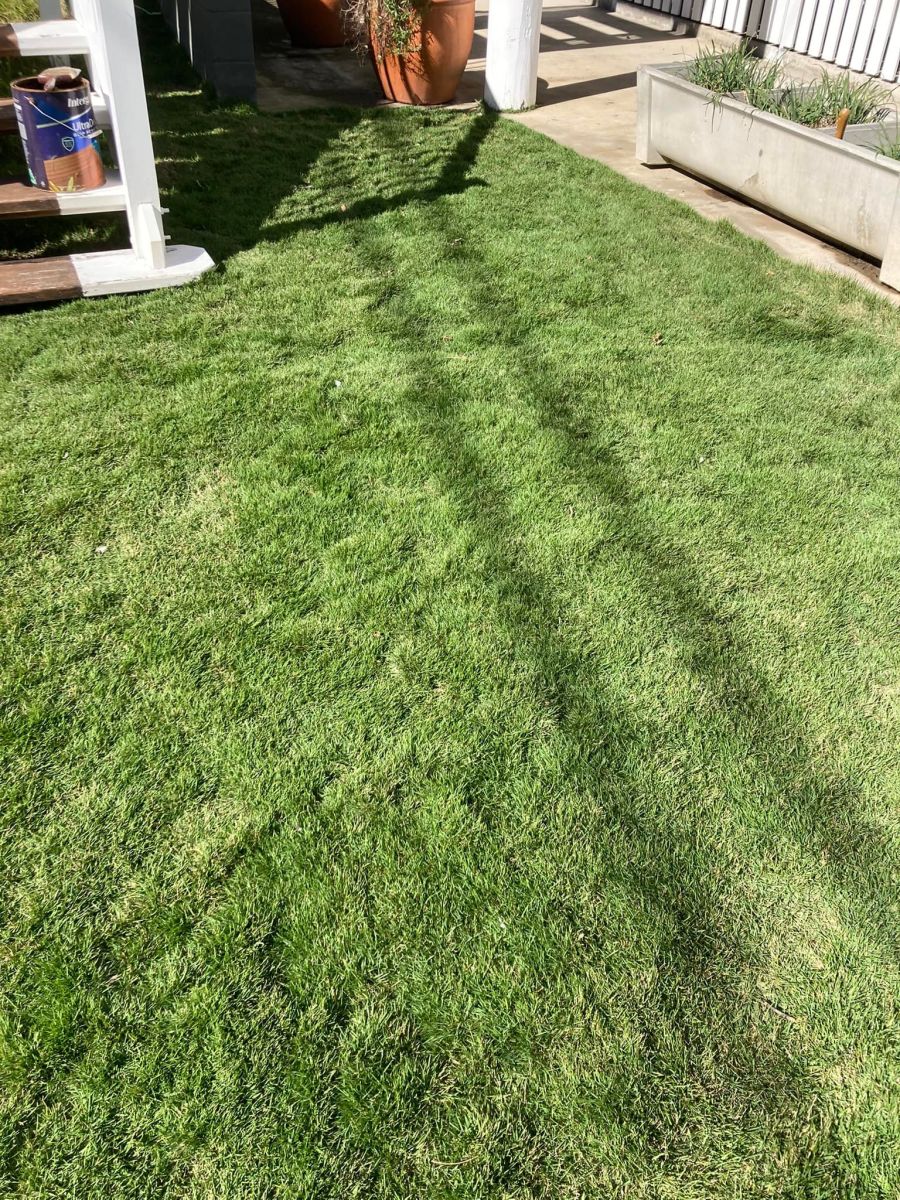 Gallery Zoysia winter care